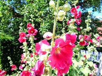 Trädgård på sommaren