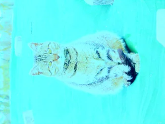 Pott