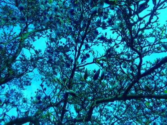 Magnolia blå