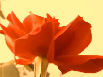 Rose digital konst