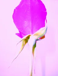 Rose Lila
