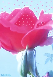 Ros rosa