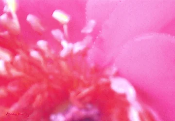 Rosdoft 1