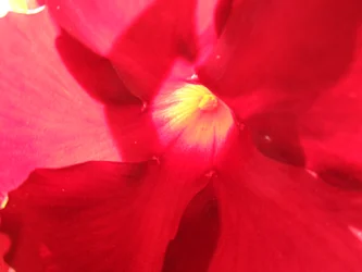 röd blomma