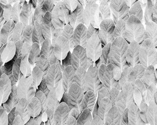 salvia