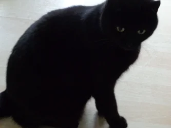 Svart katt