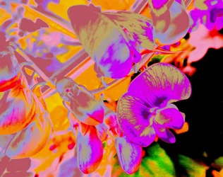 Sommarblommor
