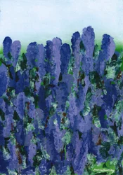 lavendel-
