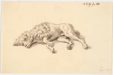 Liggande pudelhund