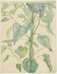 Stjälk och blad av en solros