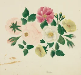 June Roses.