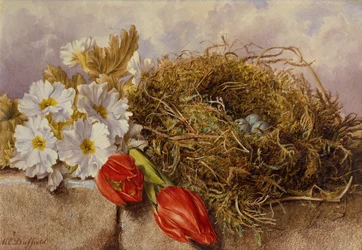 Ett stilleben av blomtulpaner och ett fågelbo på en avsats (penna och akvarell)