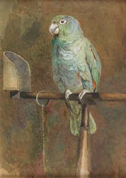 Papegojan Polly