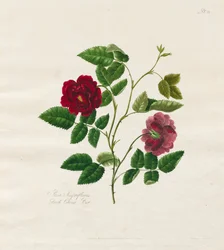 En samling rosor från naturen: Dark China Rose, 1799.