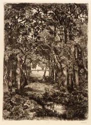 Havet genom skogen