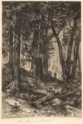 Namnlös (skogsscen)