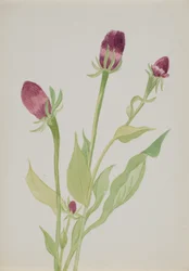 (Utan titel--Blomststudie)