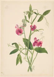 (Utan titel--Blomststudie)