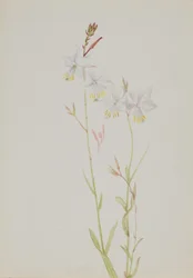 (Utan titel--Blomststudie)