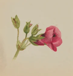 (Utan titel--Blomststudie)