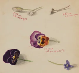 (Utan titel--Blomststudie)