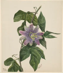 (Utan titel--Blomststudie)