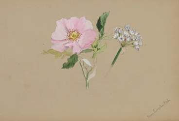 (Utan titel--Blomststudie)