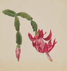 (Utan titel--Blomststudie)
