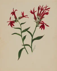 (Utan titel--Blomststudie)