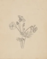(Utan titel--Plantstudie)