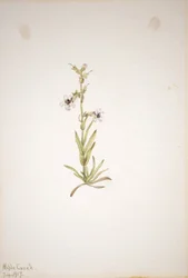 (Utan titel--Plantstudie)