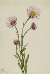 Erigeron salsuginosus (Alaskan fleabane)