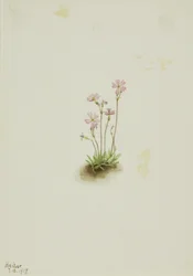 Alberta Primrose (Primula maccalliana)