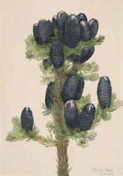 Alpgran Abies lasiocarpa, 1918.