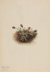 Alpplanta (Erigeron unalaschcensis)