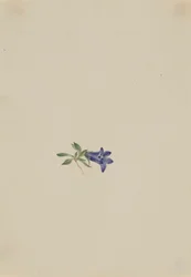 Alpin harklöver (Campanula lasiocarpa)