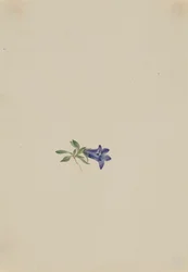 Alpine Harebell Campanula lasiocarpa, n.d.