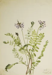 Alpin mjölksyra (Astragalus alpinus)