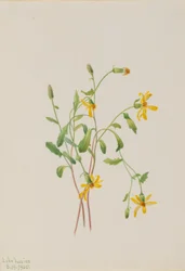 Alpin rajgräs (Senecio-arter)