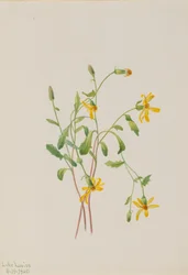 Senecio arter av fjällört, 1905.