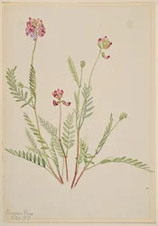 Alpvicker (Astragalus bourgovii)