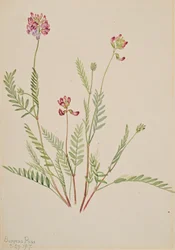 Alpvincker Astragalus bourgovii, 1917.