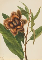 Amerikansk kastanj (Castanea dentata)