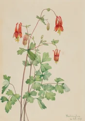 Amerikansk akleja (Aquilegia canadensis)