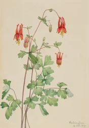 Amerikanska Columbine Aquilegia canadensis, 1919.