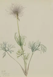 Amerikansk blåsippa (Pulsatilla ludoviciana)