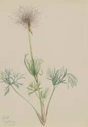 Amerikansk Pasqueflower Pulsatilla ludoviciana, 1920.