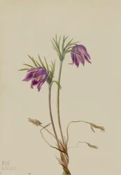 Amerikansk Pasqueflower Pulsatilla ludoviciana, 1922.