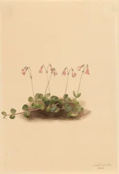 Amerikansk blåsippa (Linnaea borealis americana)