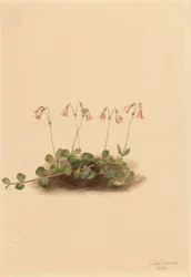 Amerikansk tvillingblomma Linnaea borealis americana, 1902.